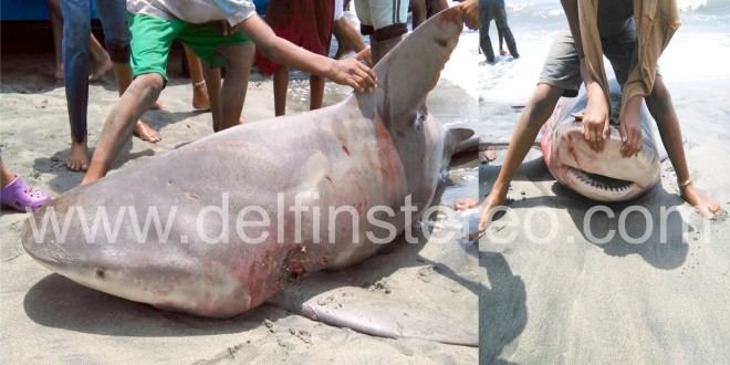 Este es el tiburón que llegó moribundo a las costas de Tasajera, (Puebloviejo)